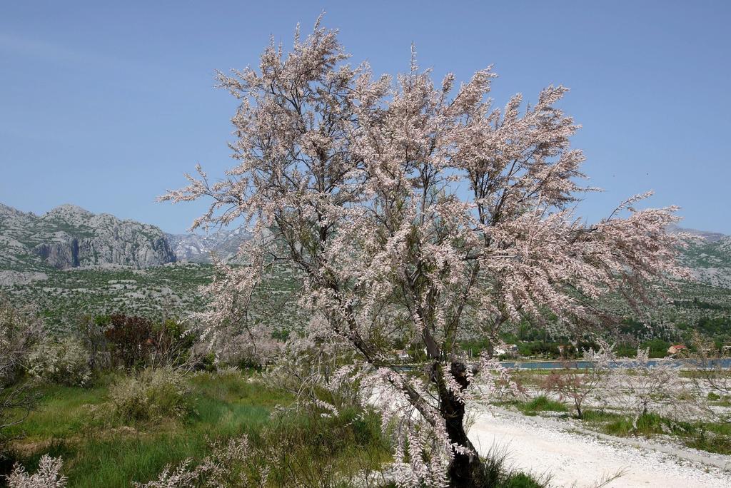 Paklenica Sport Apartments Starigrad Paklenica Εξωτερικό φωτογραφία
